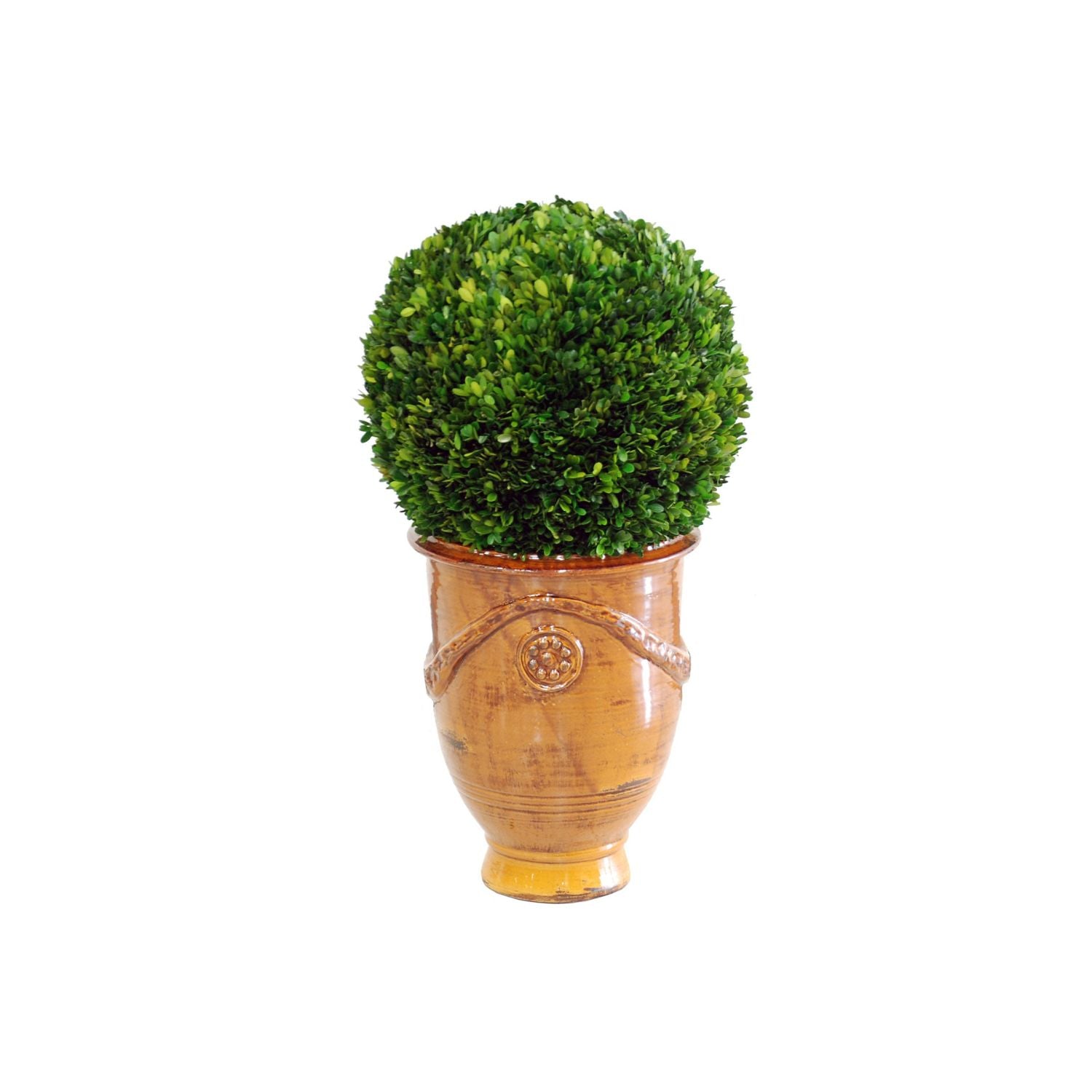 LG BOXWOOD BALL IN TUSCAN URN (COFFEE)