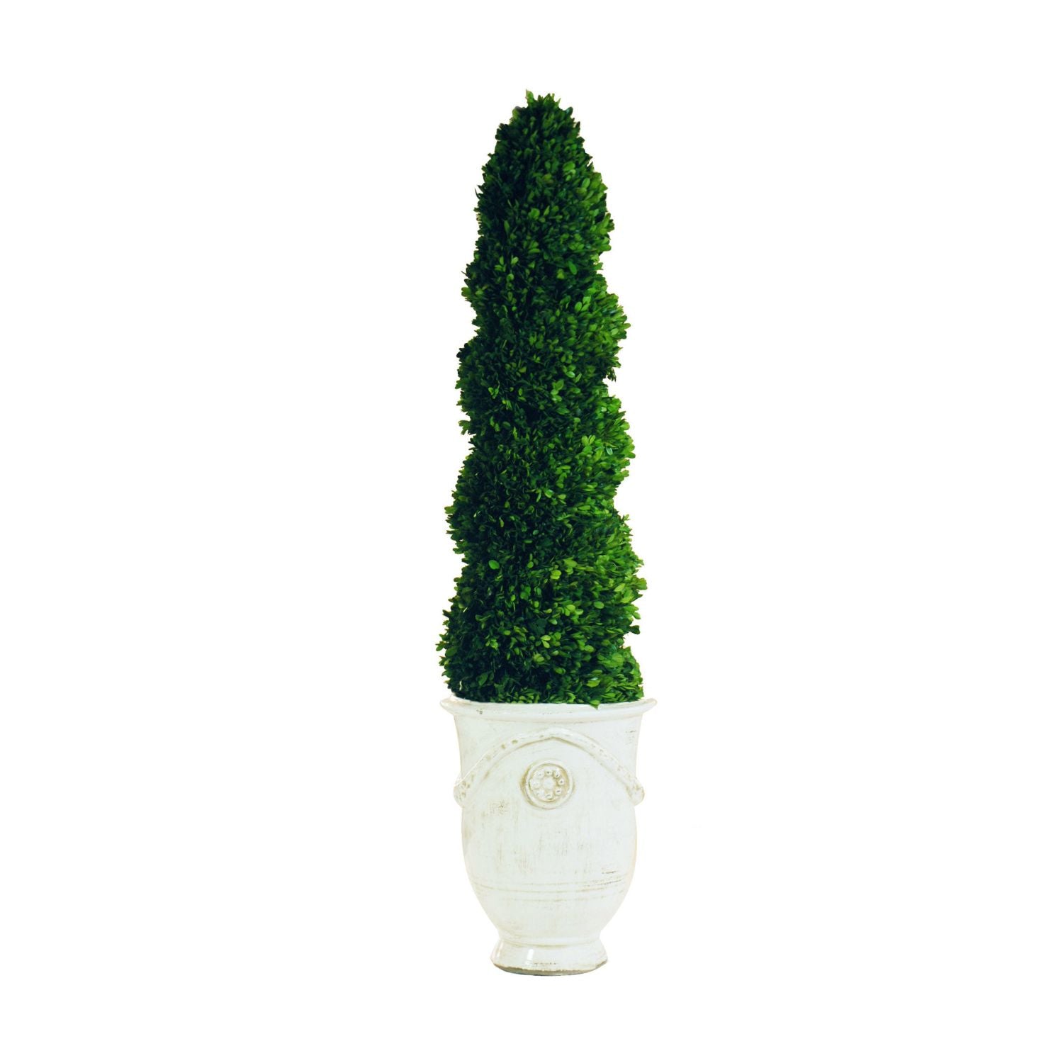 BOXWOOD SPIRAL IN TUSCAN URN LG (GREEN)