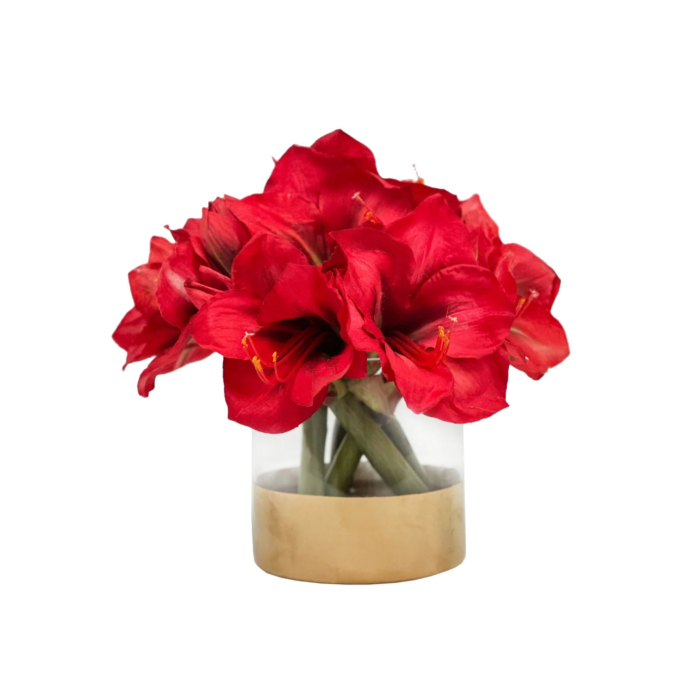 Amaryllis in Cylinder