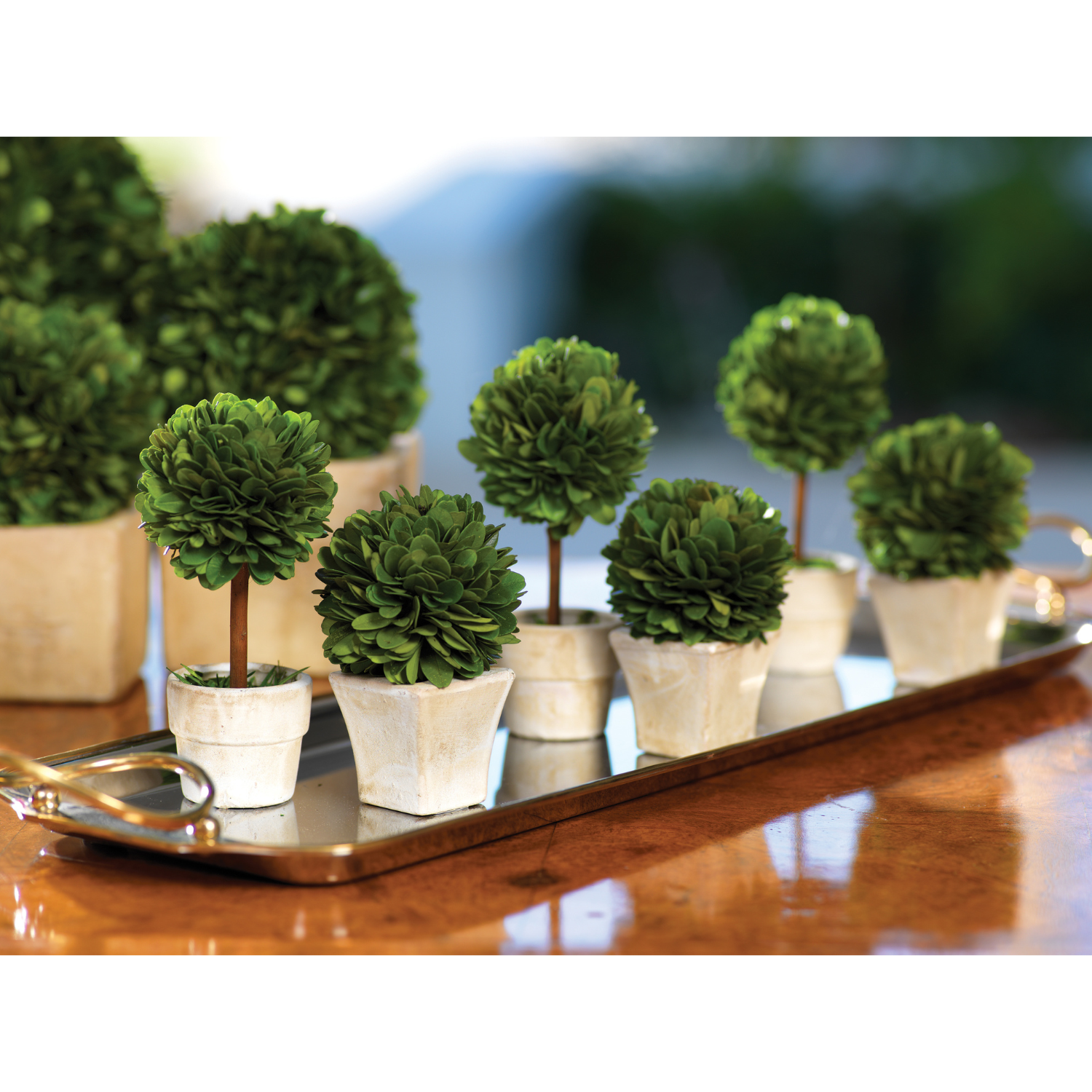 6-inch Petite Preserved Boxwood Topiary, Set of 6