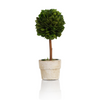 6-inch Petite Preserved Boxwood Topiary, Set of 6