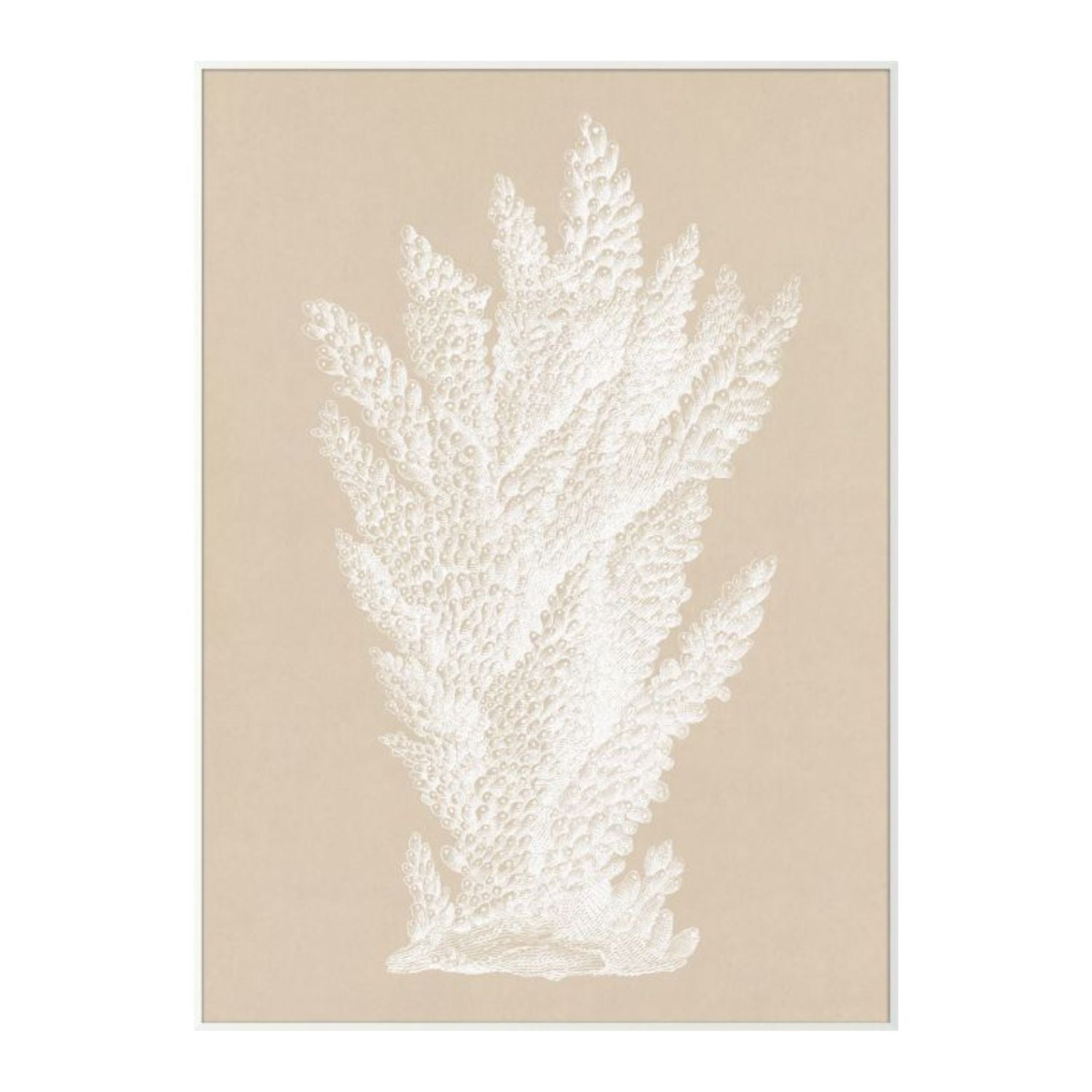 Chichester Coral 3