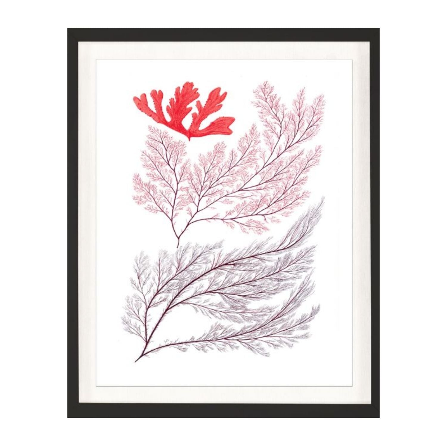 Migula Seaweeds No. 3