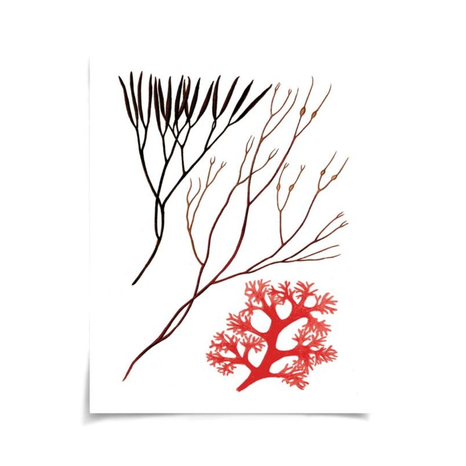 Migula Seaweeds No. 5