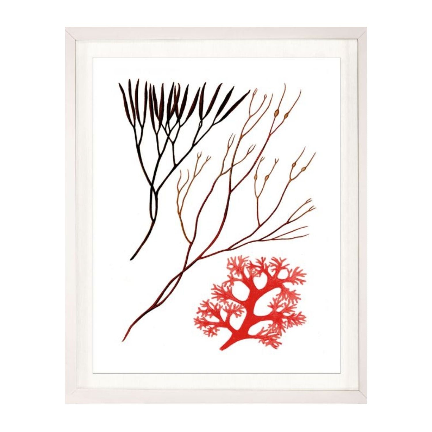 Migula Seaweeds No. 5