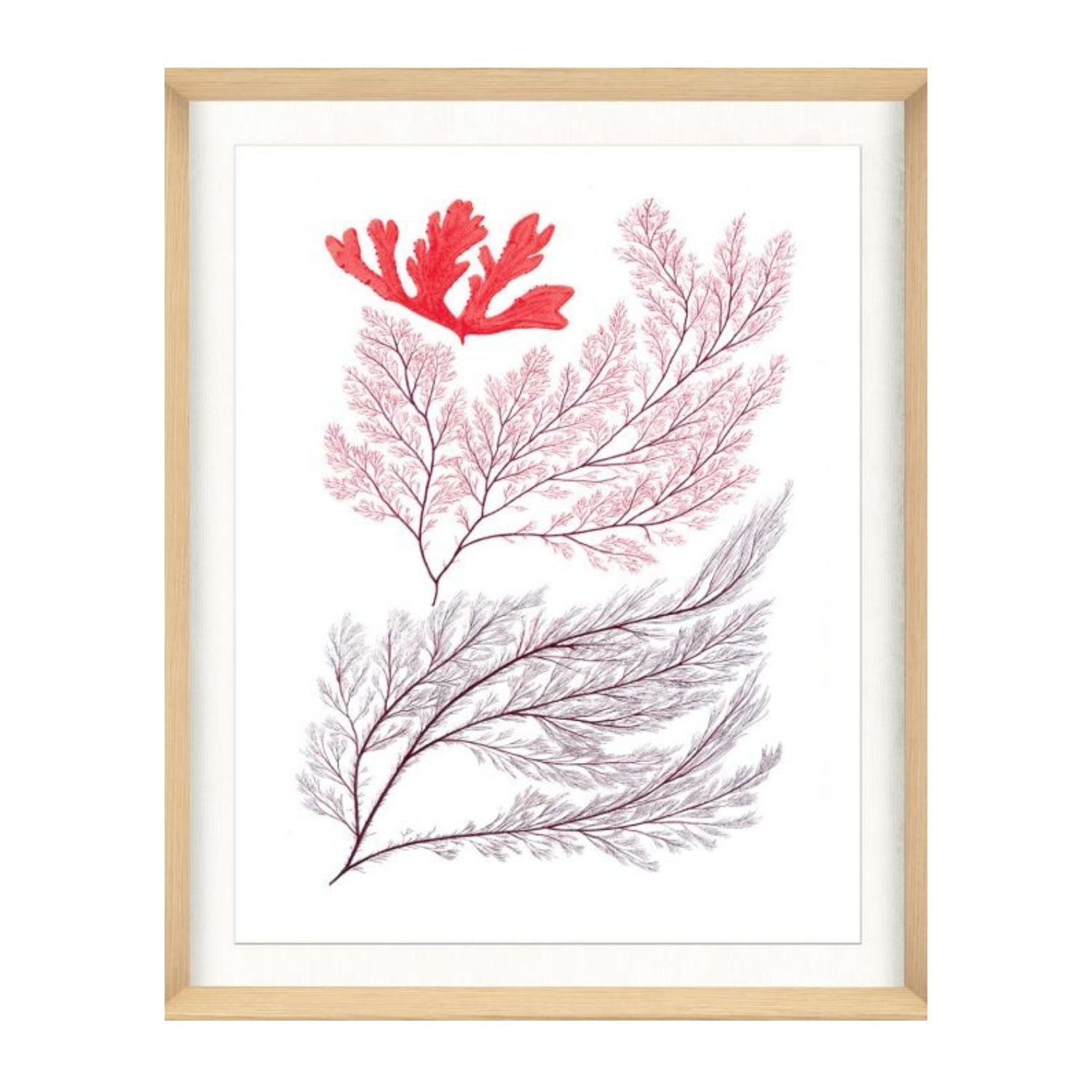 Migula Seaweeds No. 3