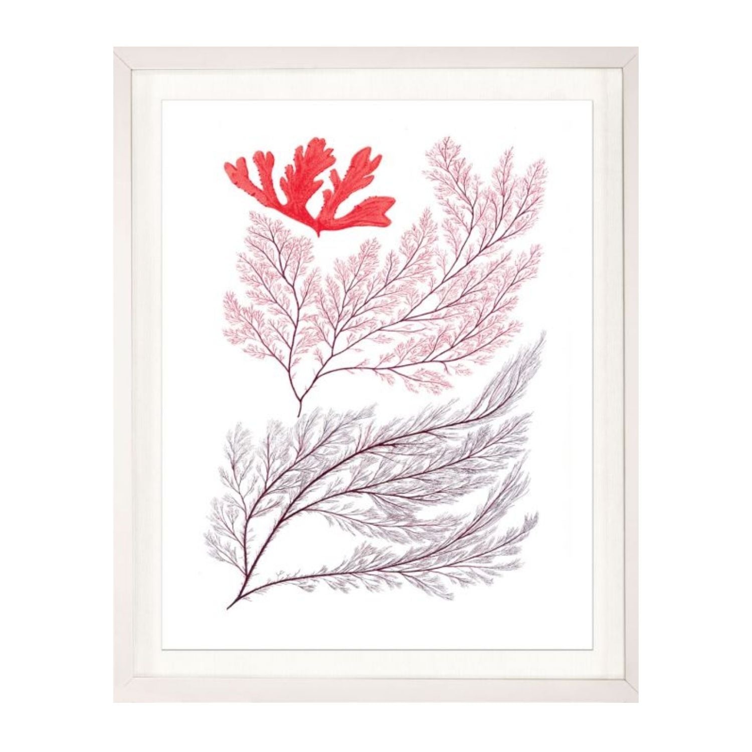 Migula Seaweeds No. 3