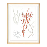 Migula Seaweeds No. 1