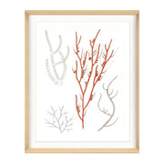 Migula Seaweeds No. 1