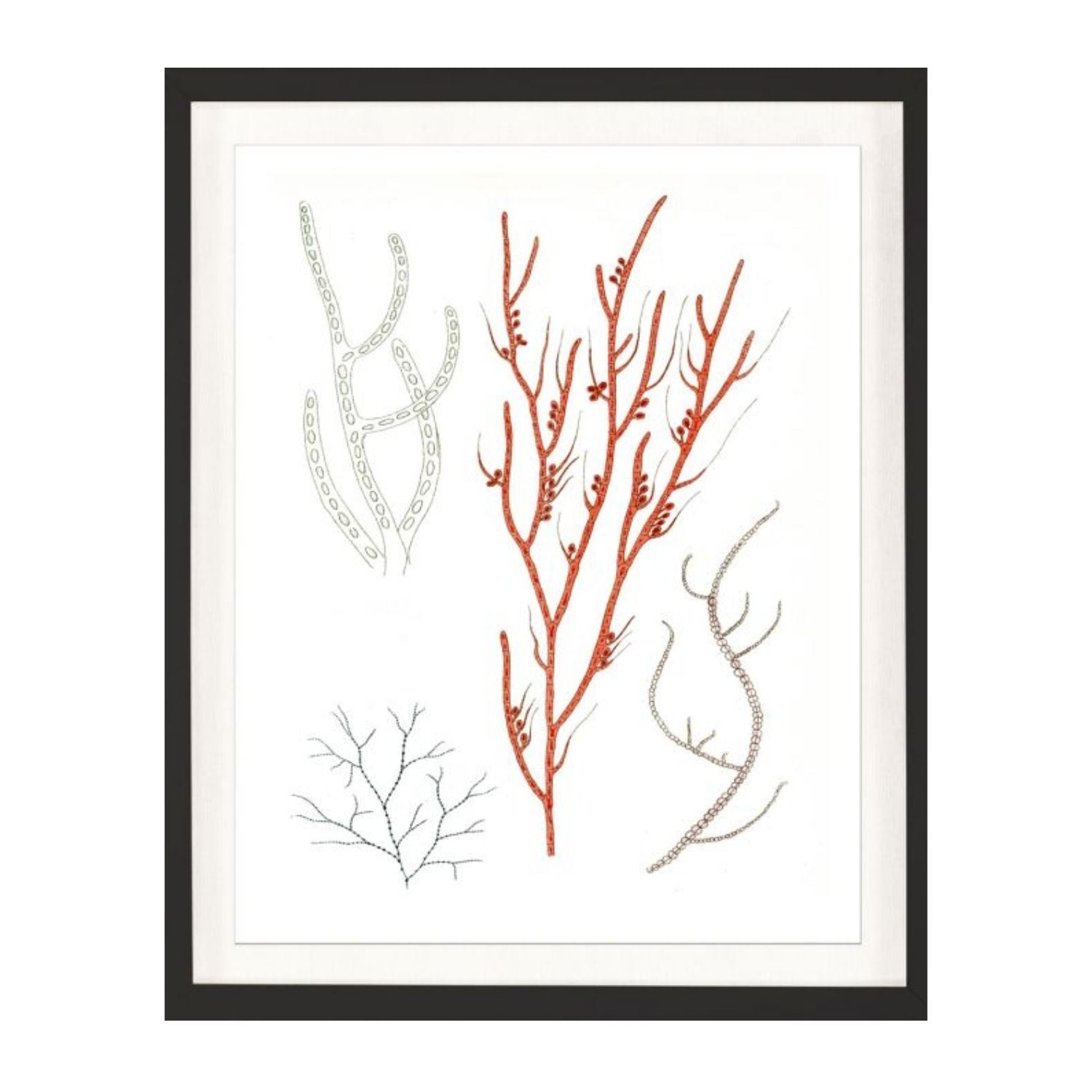 Migula Seaweeds No. 1