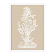 Chichester Coral 2