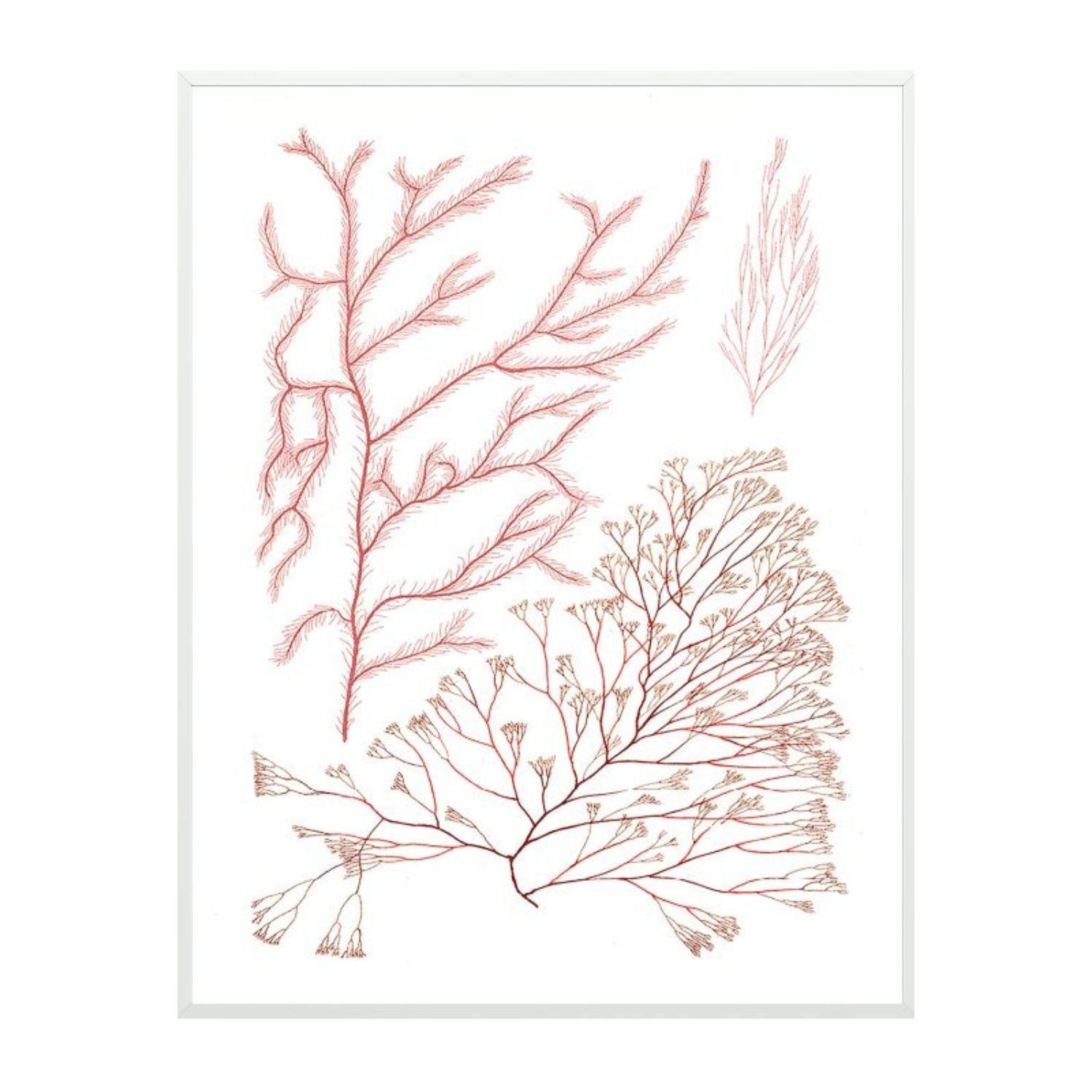 Migula Seaweeds No. 6