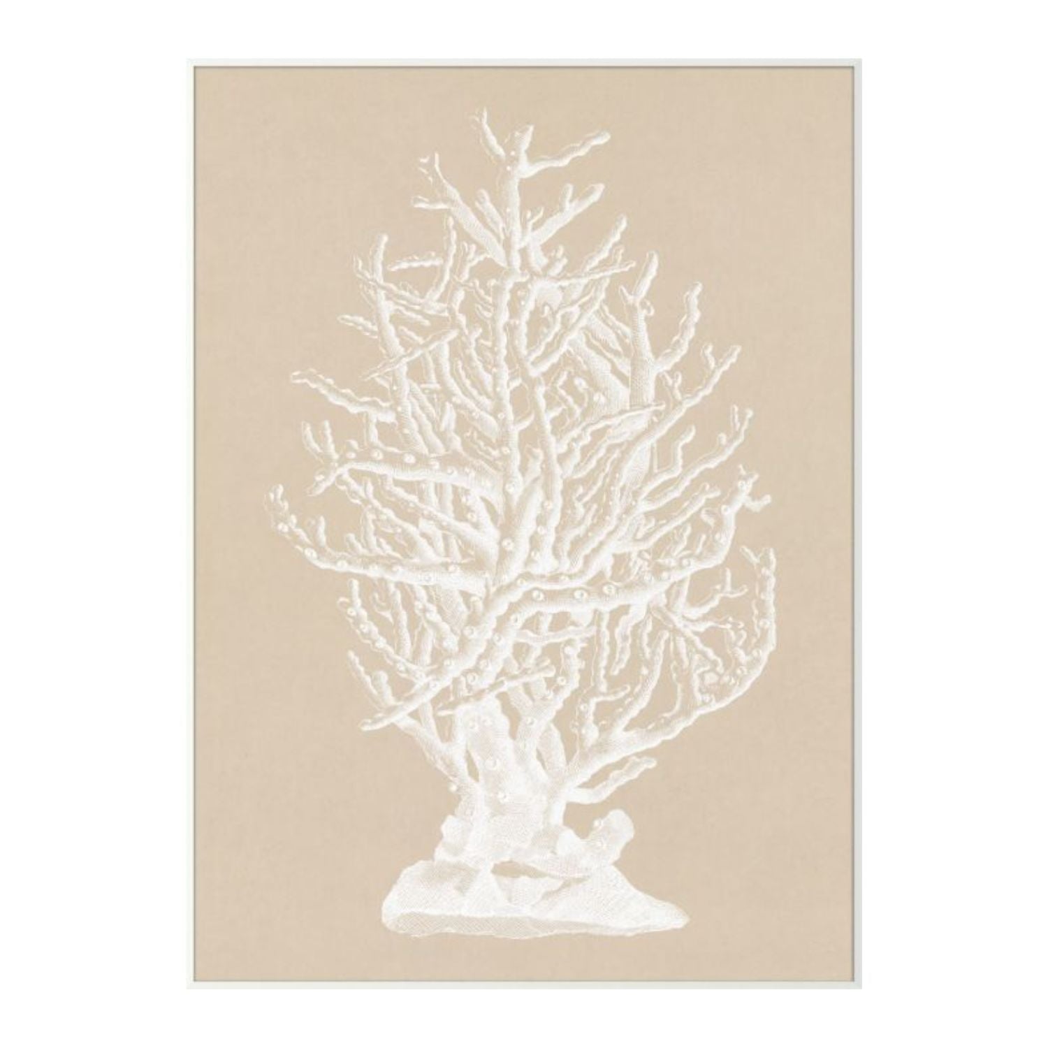 Chichester Coral 2