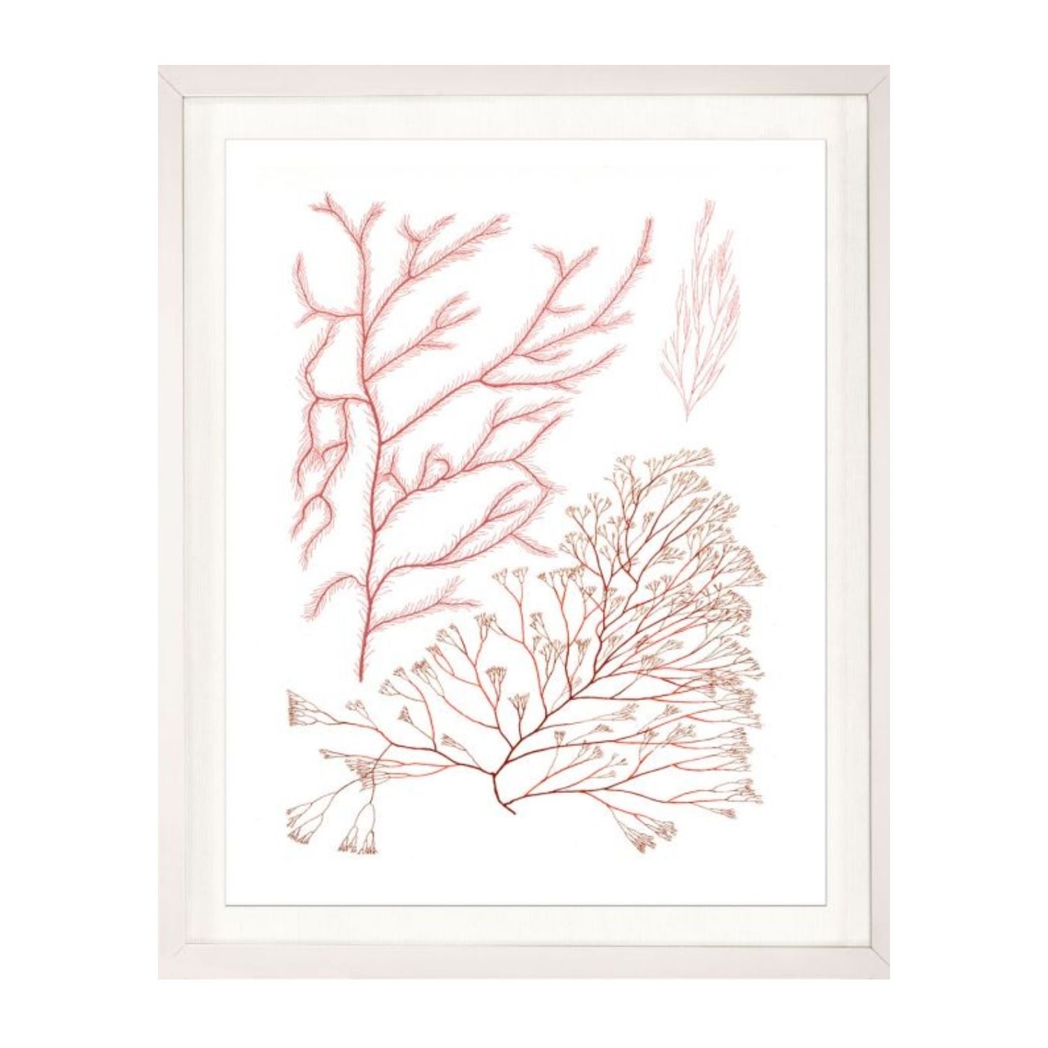 Migula Seaweeds No. 6
