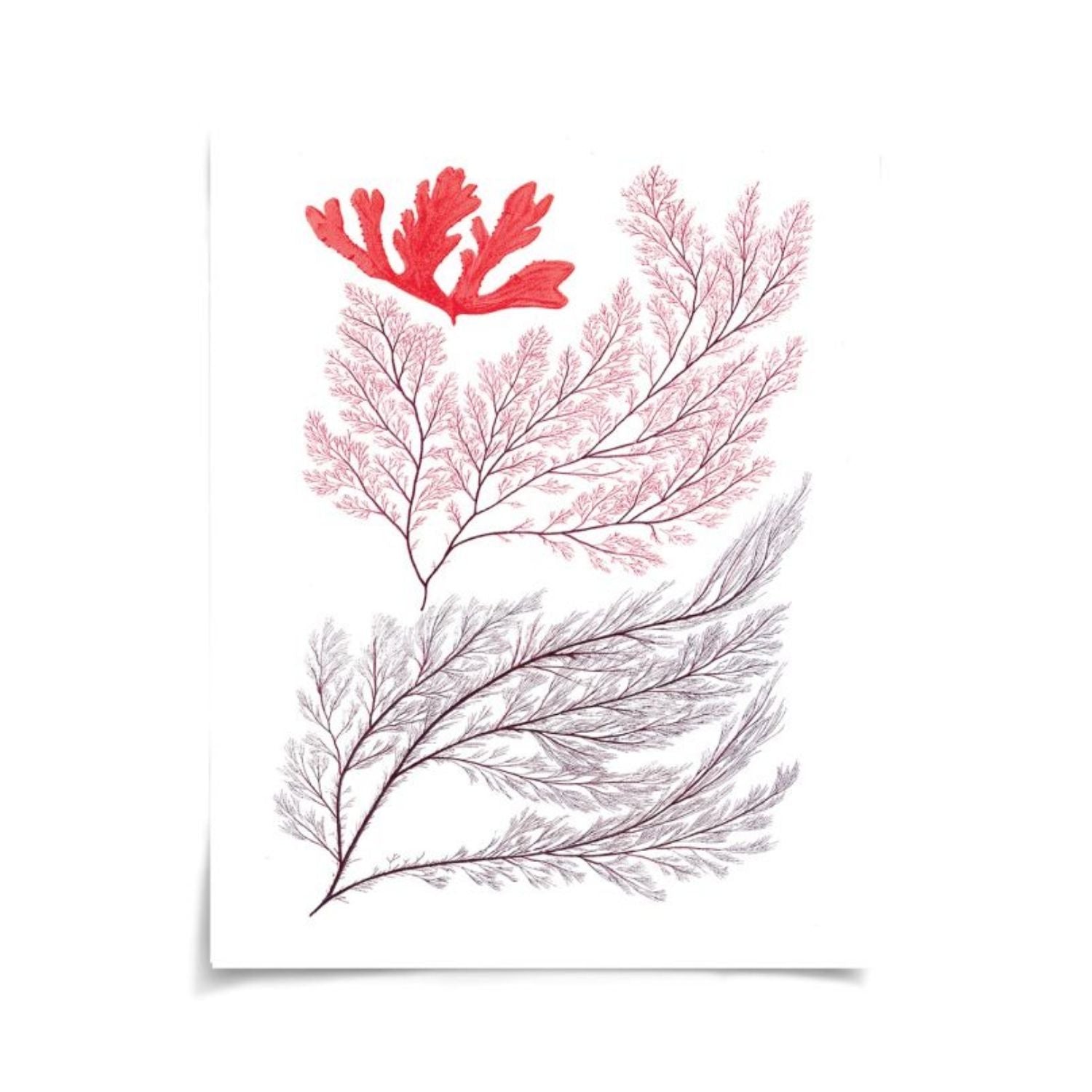 Migula Seaweeds No. 3
