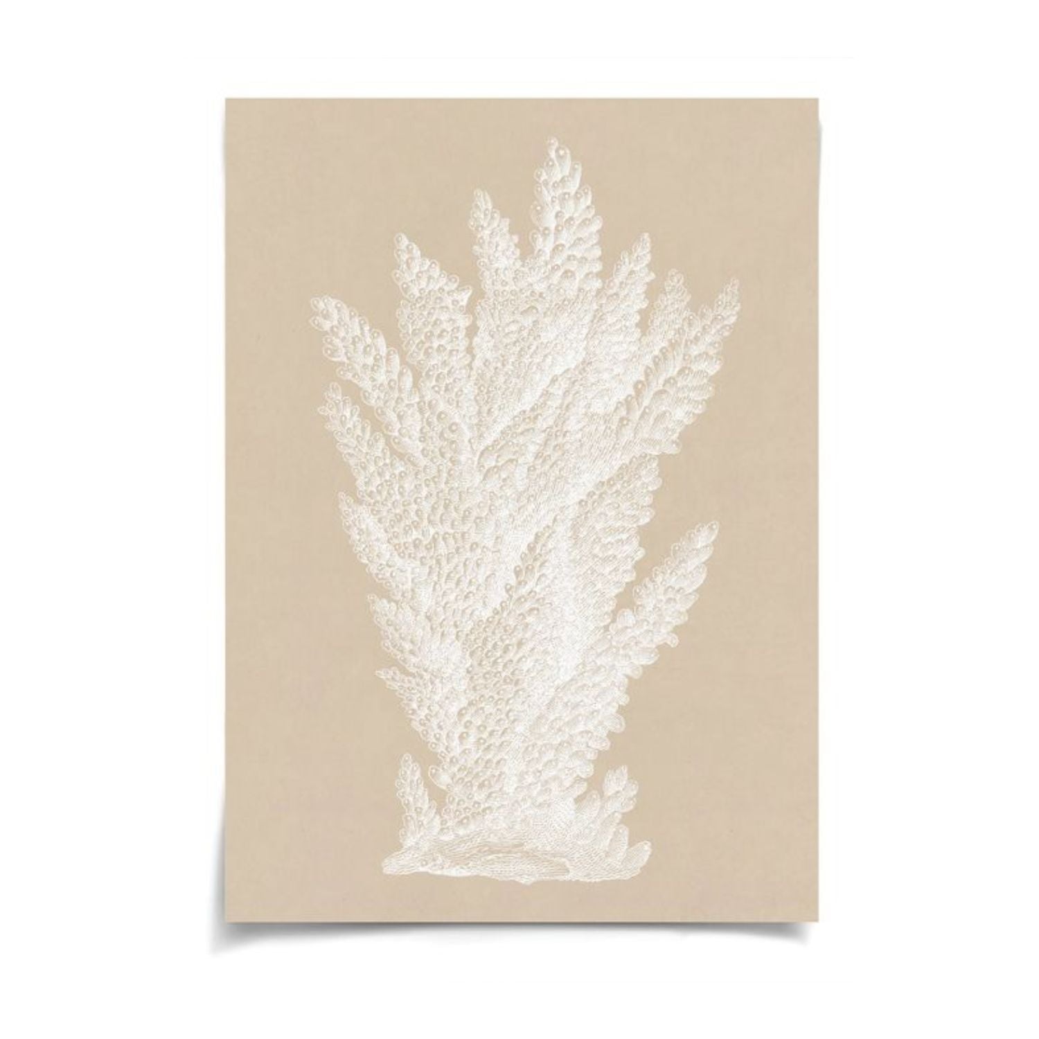 Chichester Coral 3