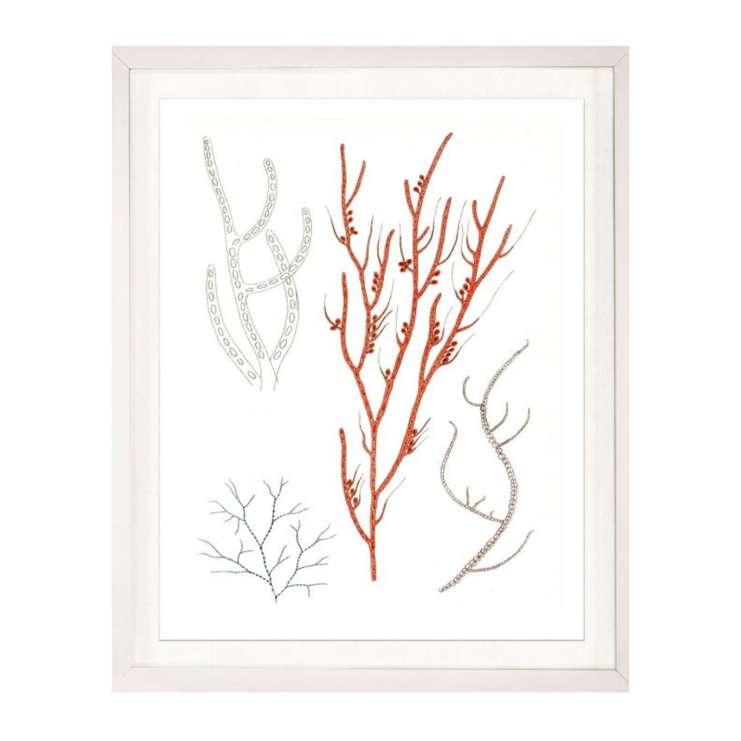 Migula Seaweeds No. 1