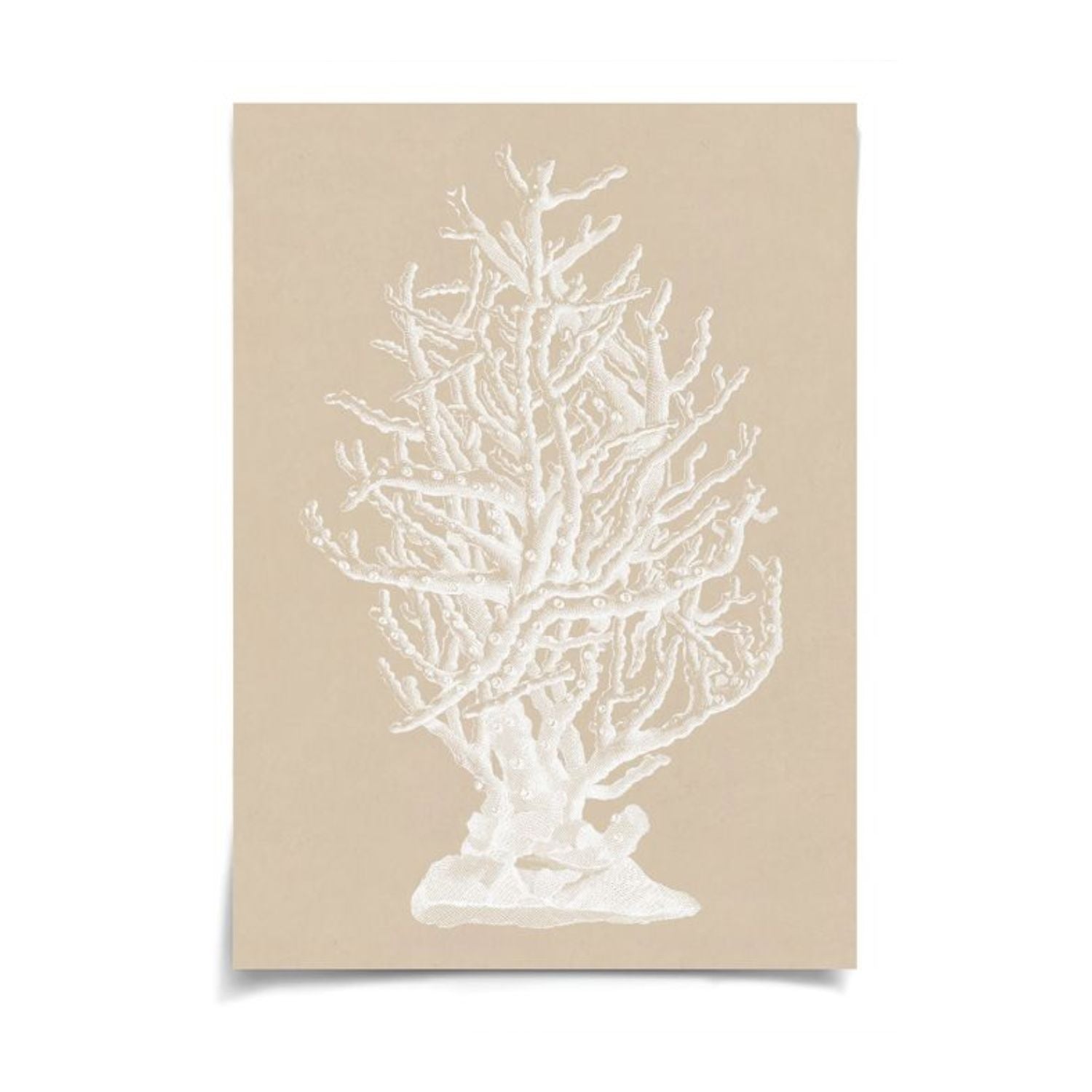 Chichester Coral 2
