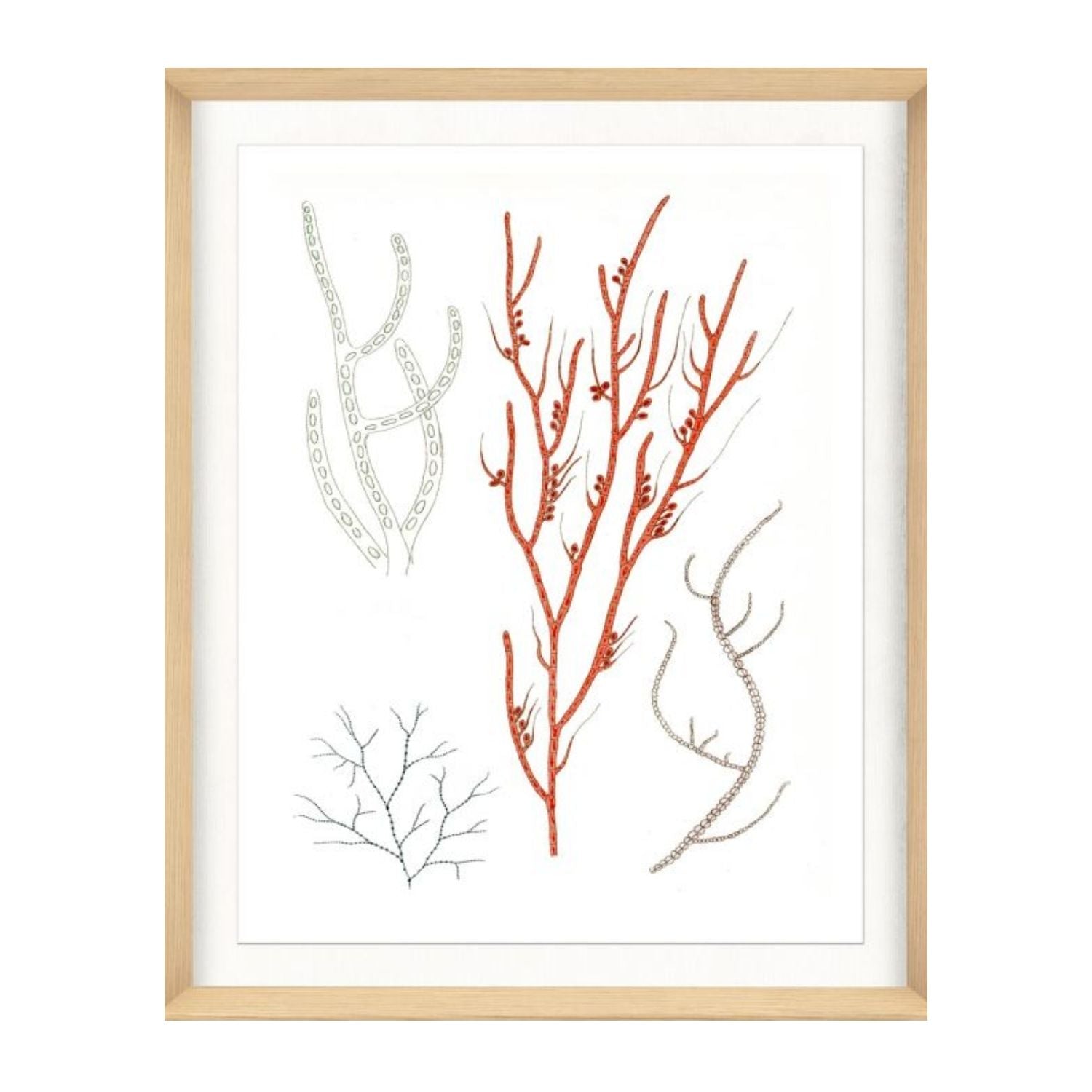 Migula Seaweeds No. 1