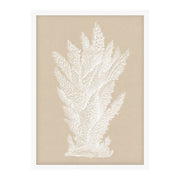 Chichester Coral 3