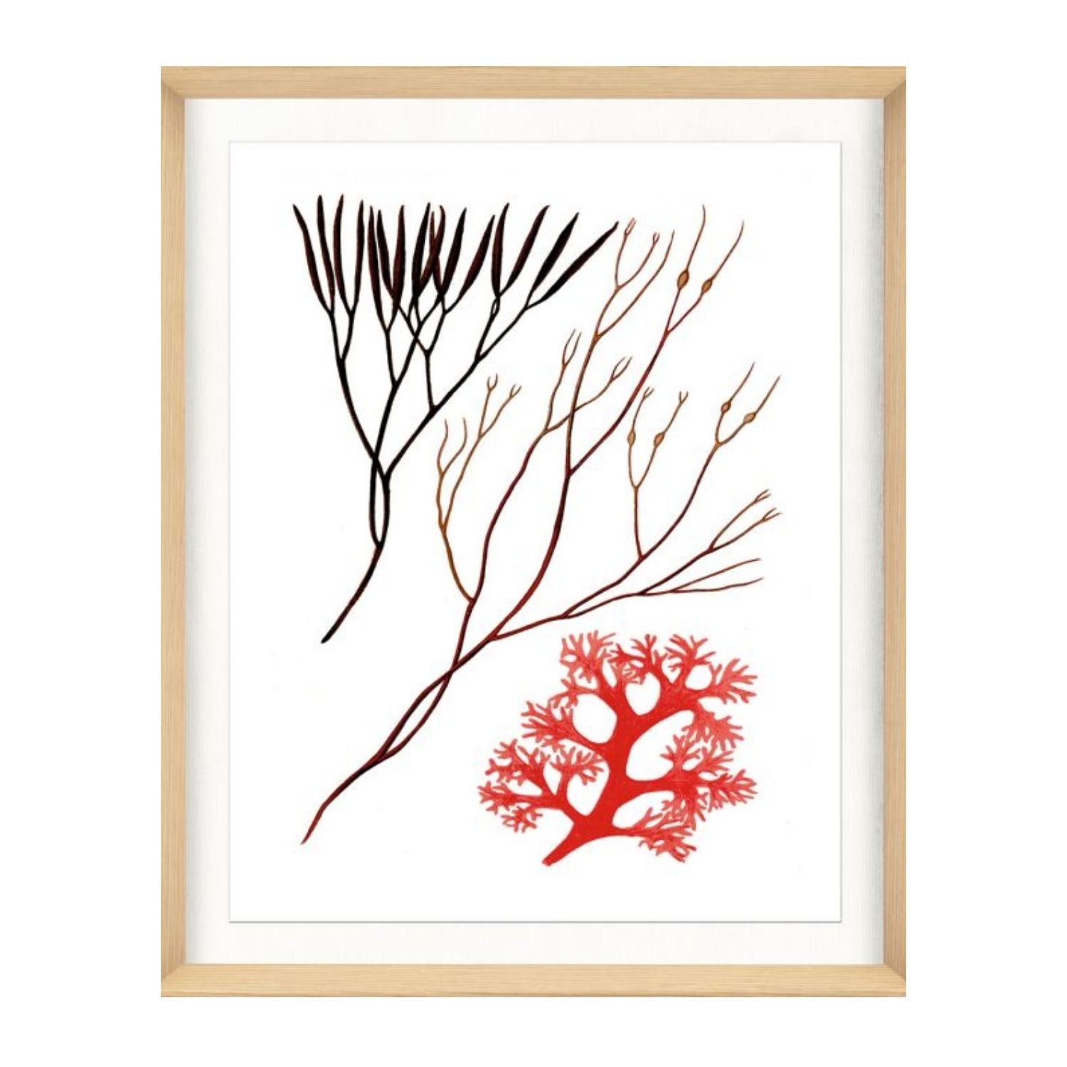 Migula Seaweeds No. 5