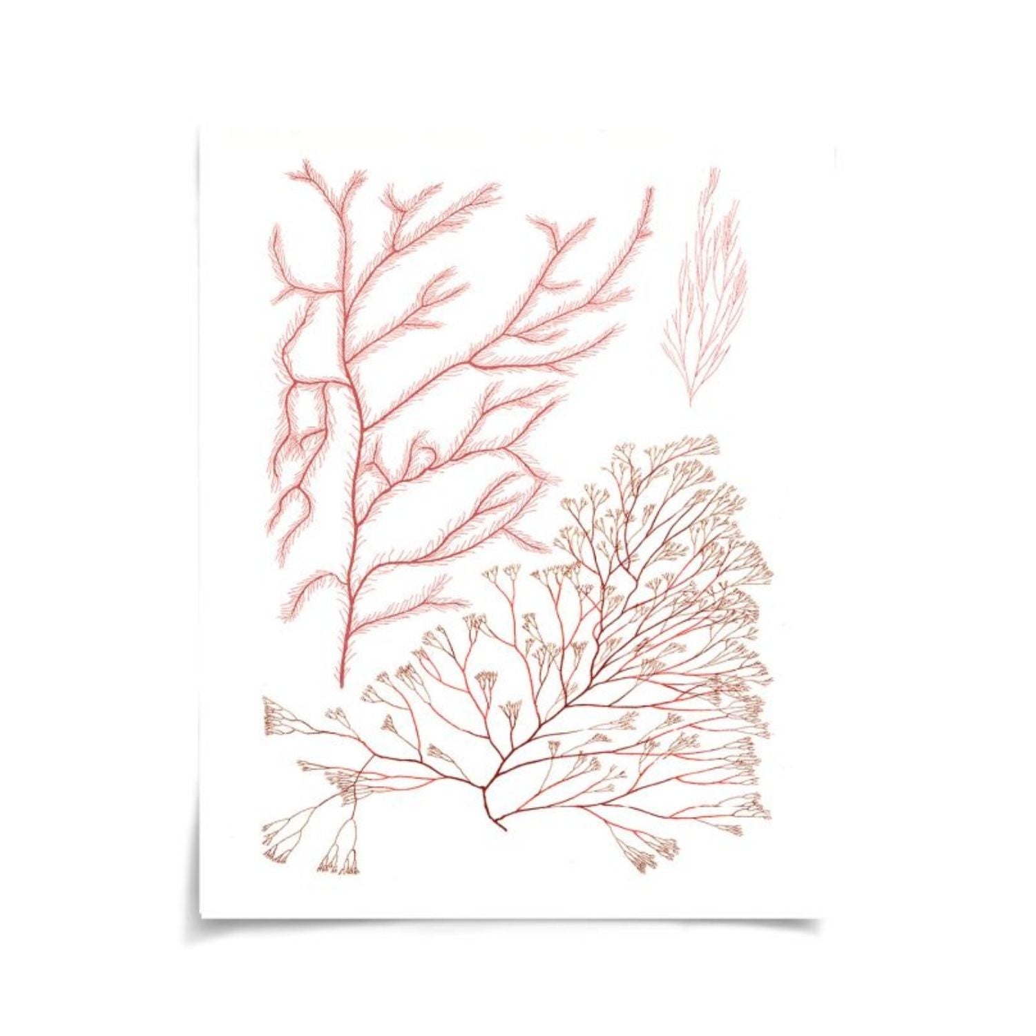 Migula Seaweeds No. 6