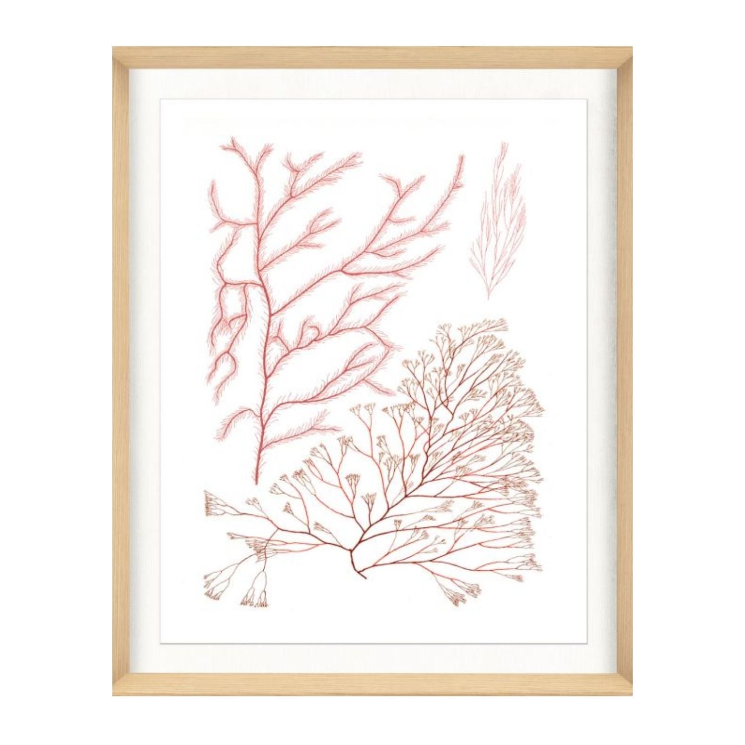 Migula Seaweeds No. 6