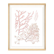 Migula Seaweeds No. 6