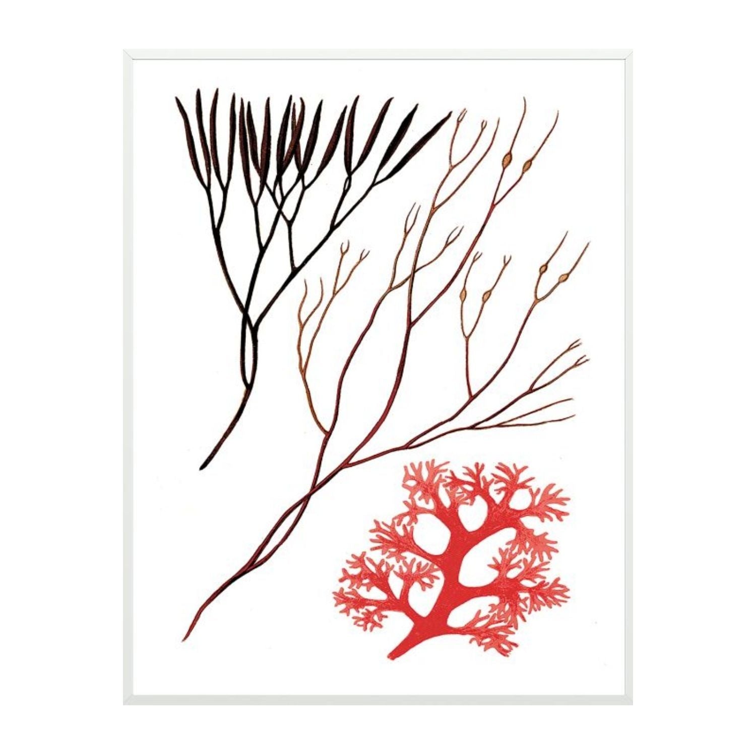 Migula Seaweeds No. 5