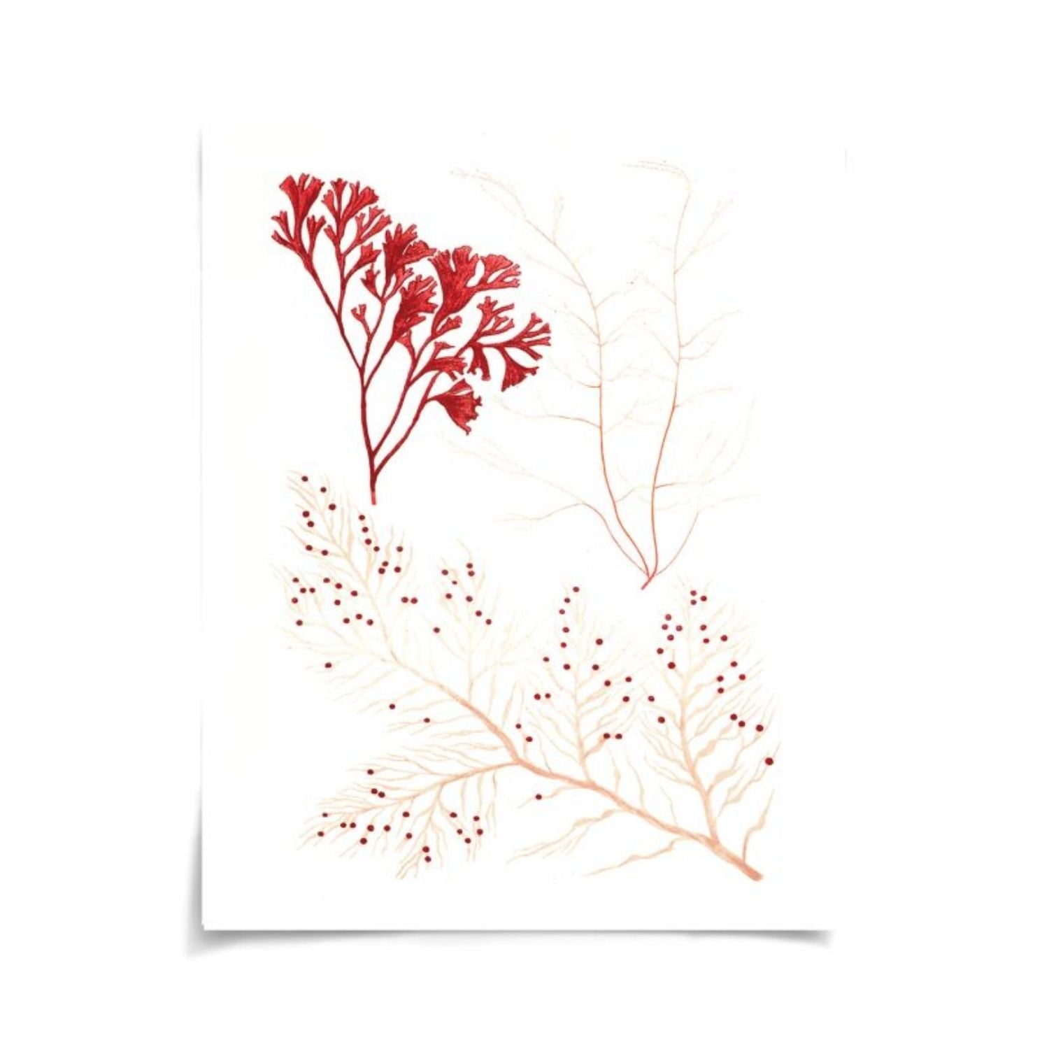 Migula Seaweeds No. 2