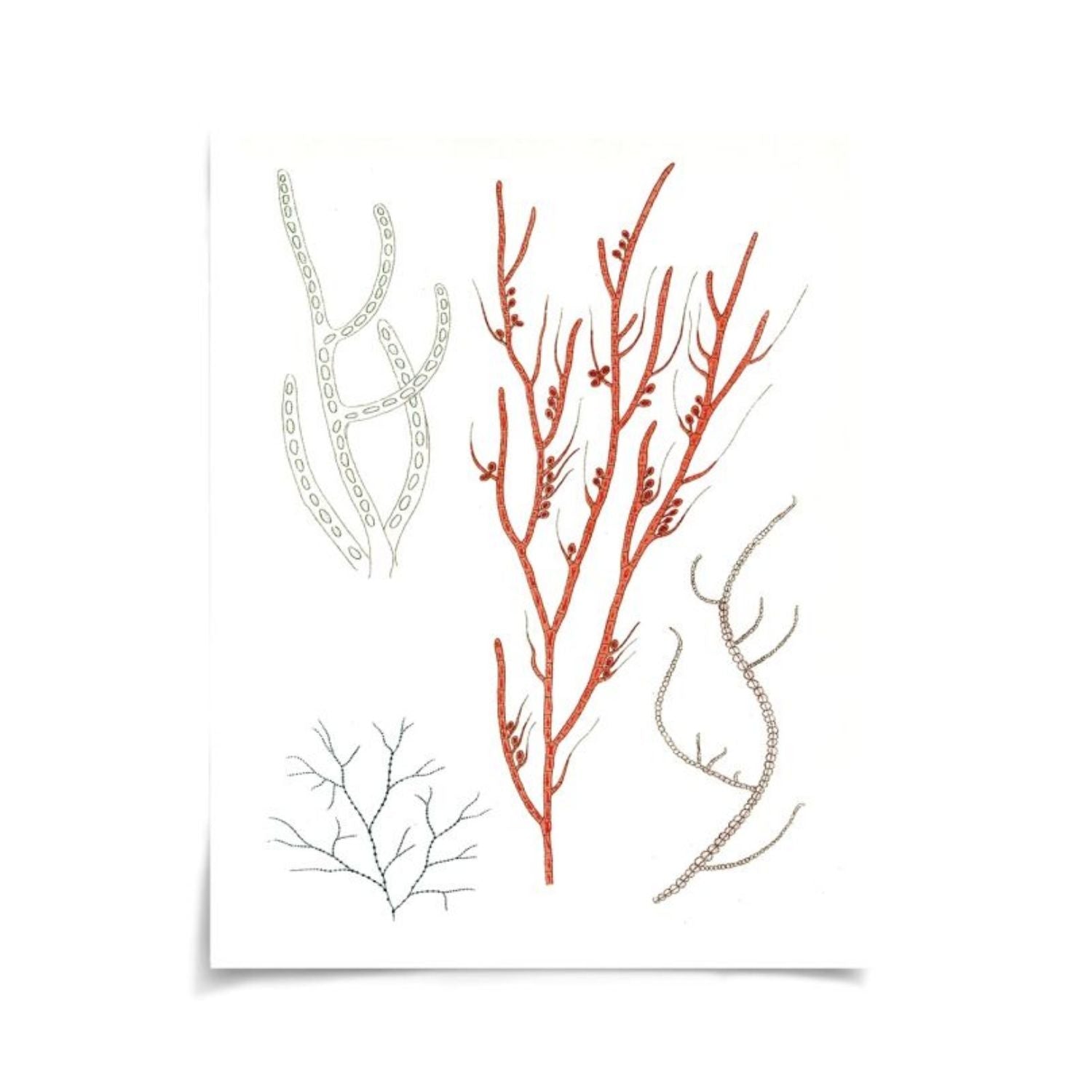 Migula Seaweeds No. 1