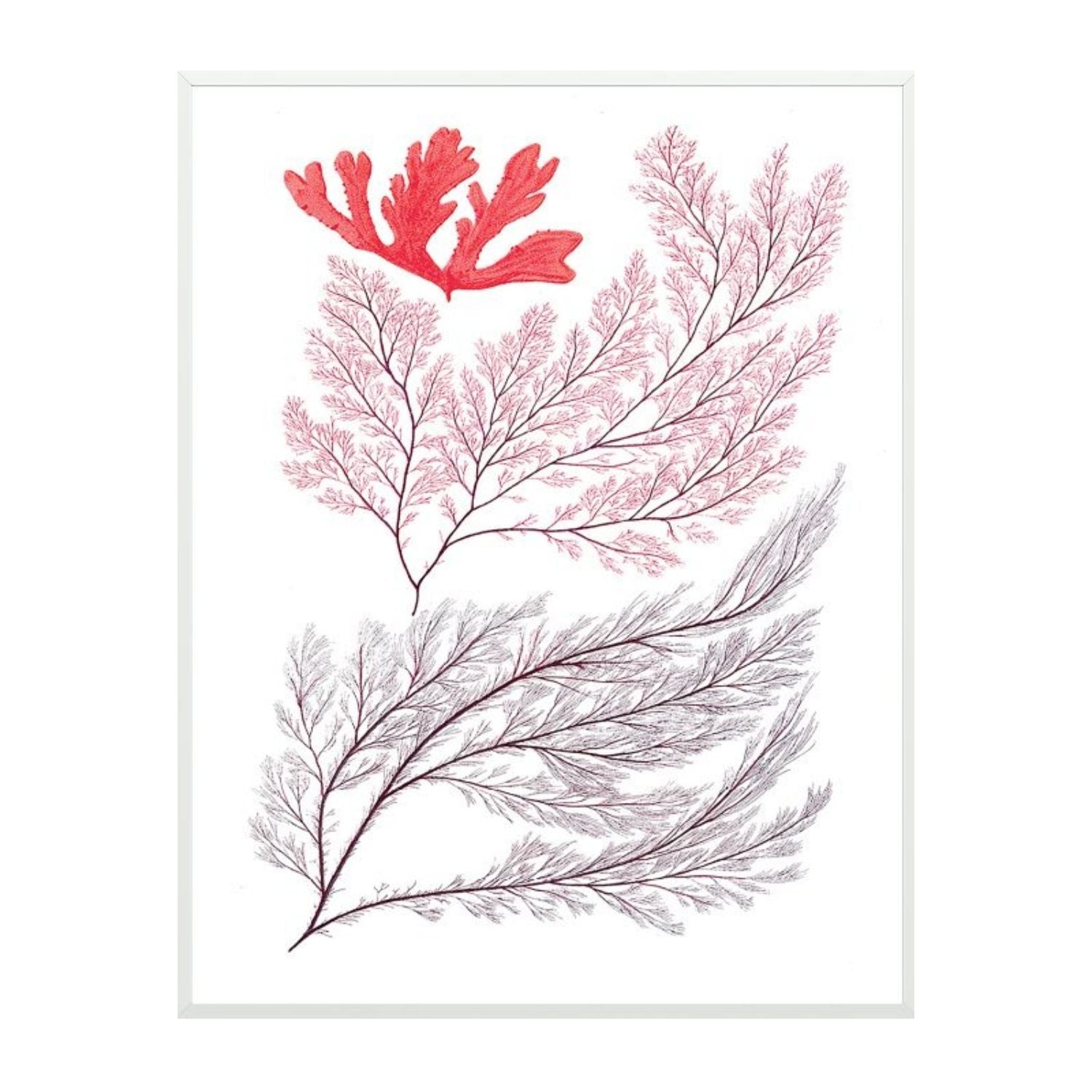 Migula Seaweeds No. 3