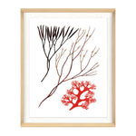 Migula Seaweeds No. 5