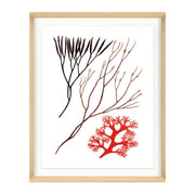 Migula Seaweeds No. 5