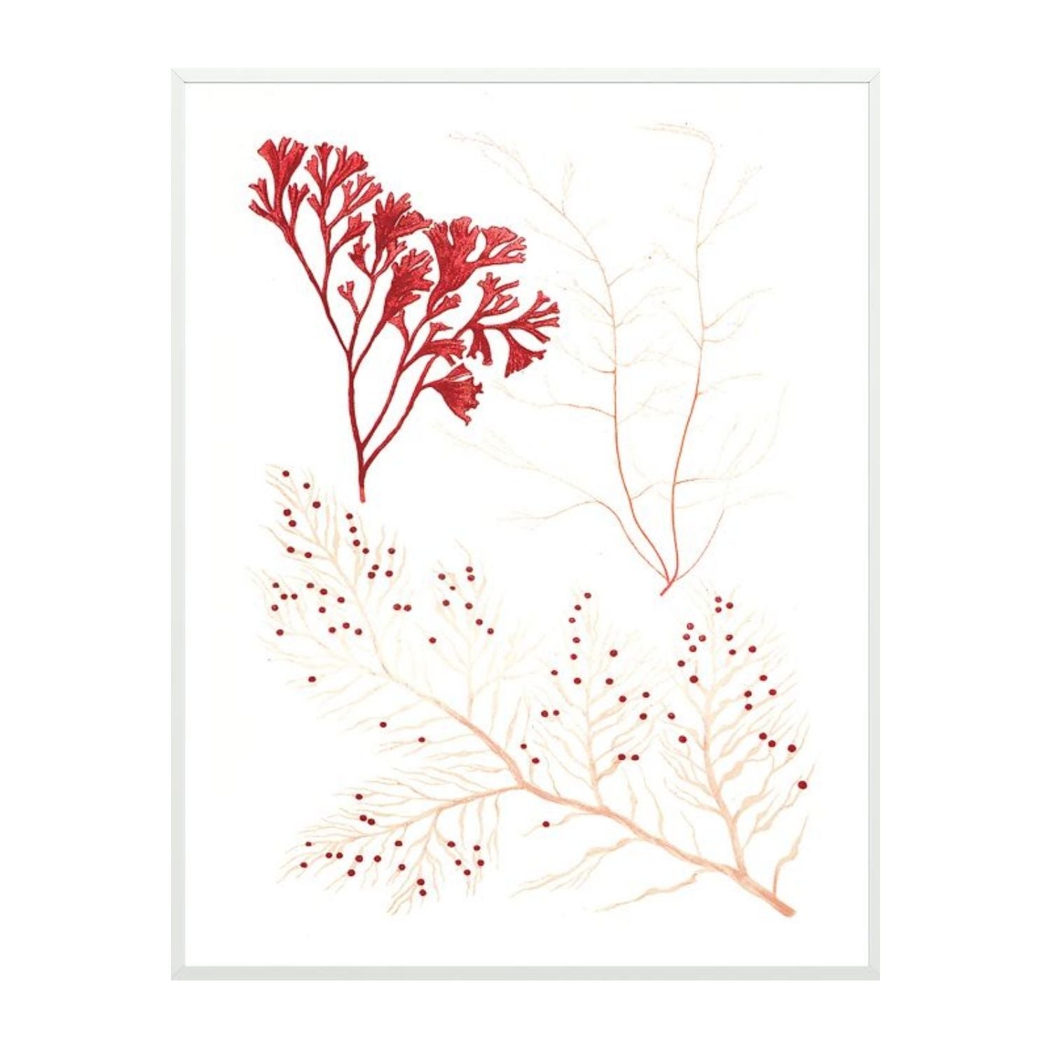 Migula Seaweeds No. 2