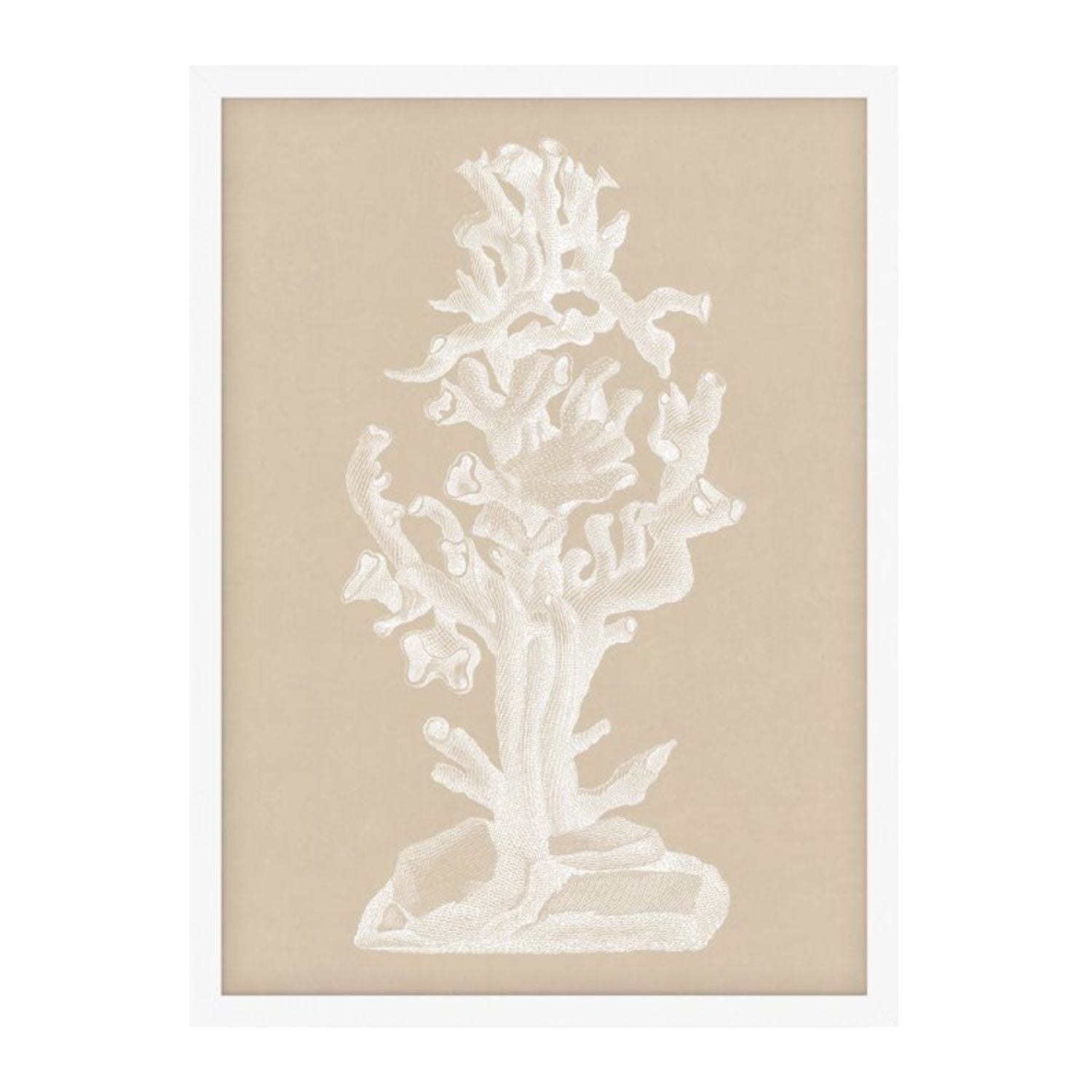 Chichester Coral 2