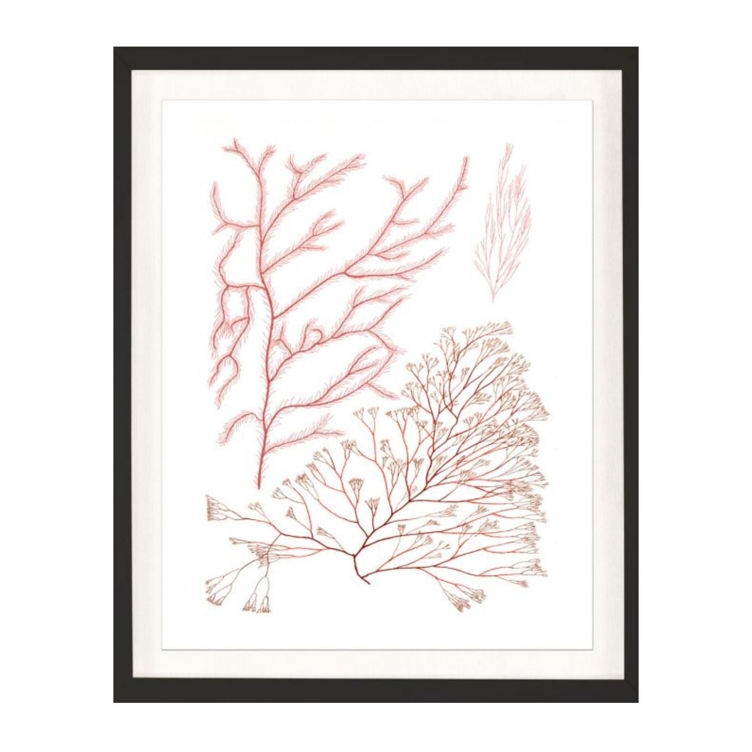 Migula Seaweeds No. 6