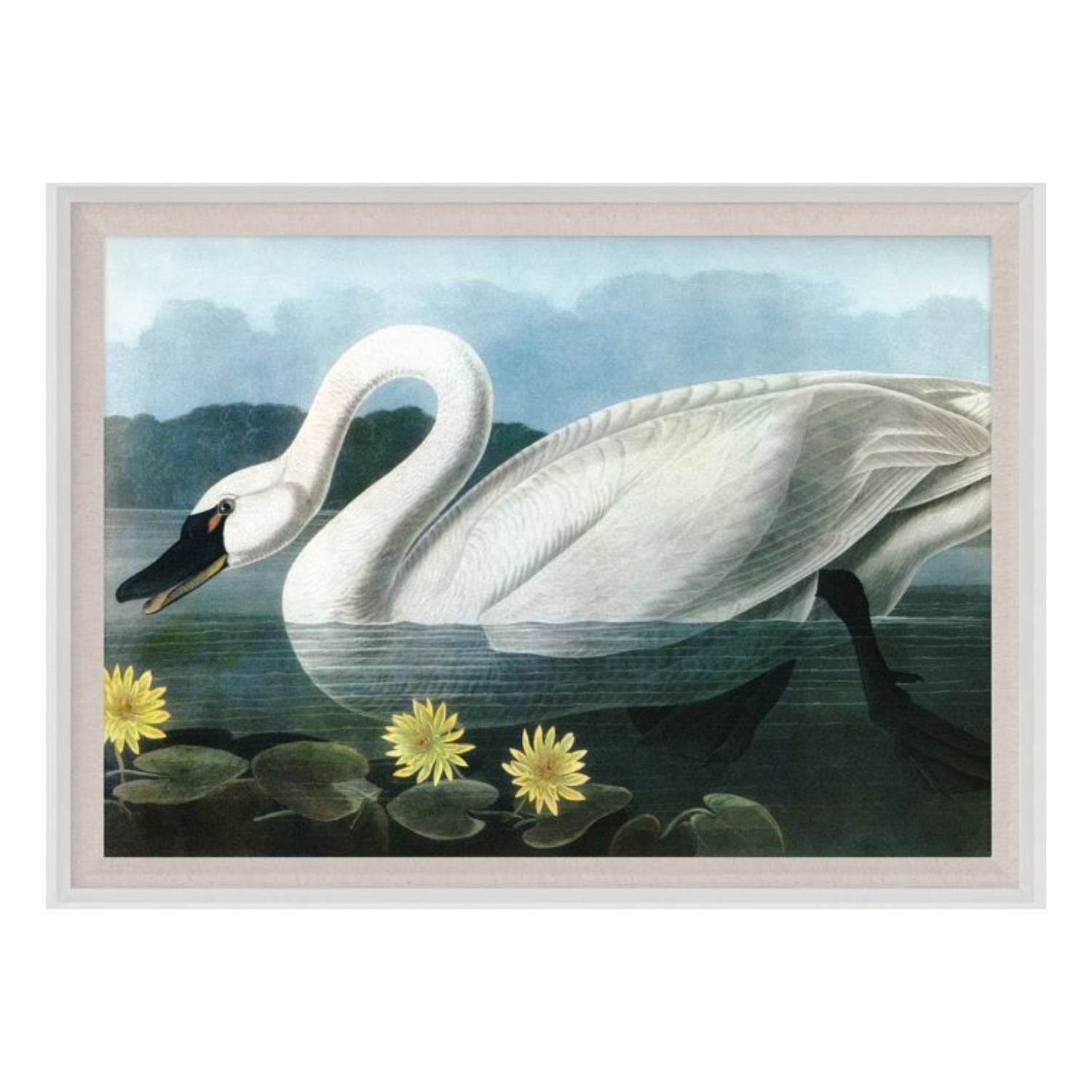 Audubon 20