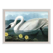 Audubon 20