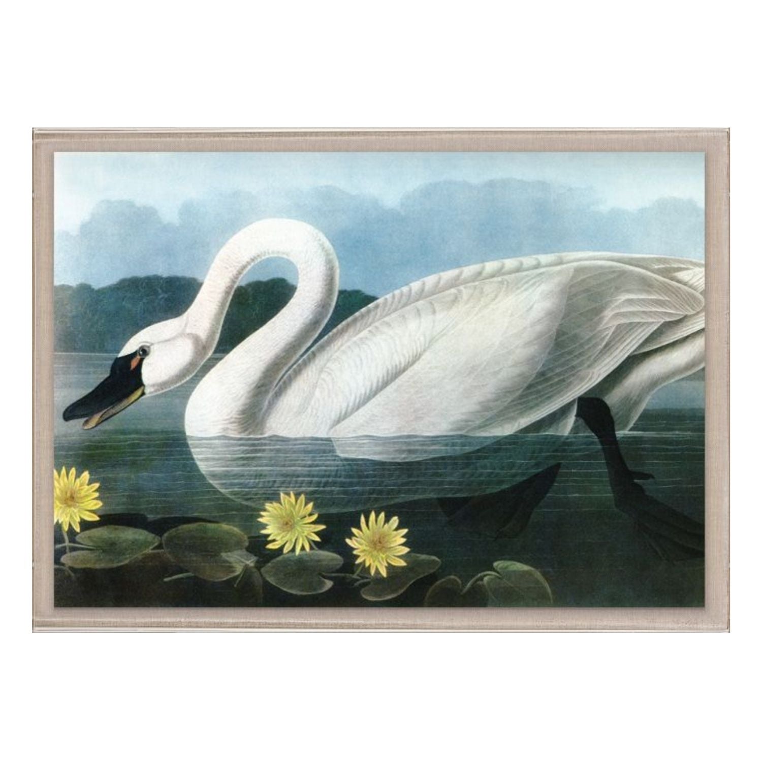 Audubon 20