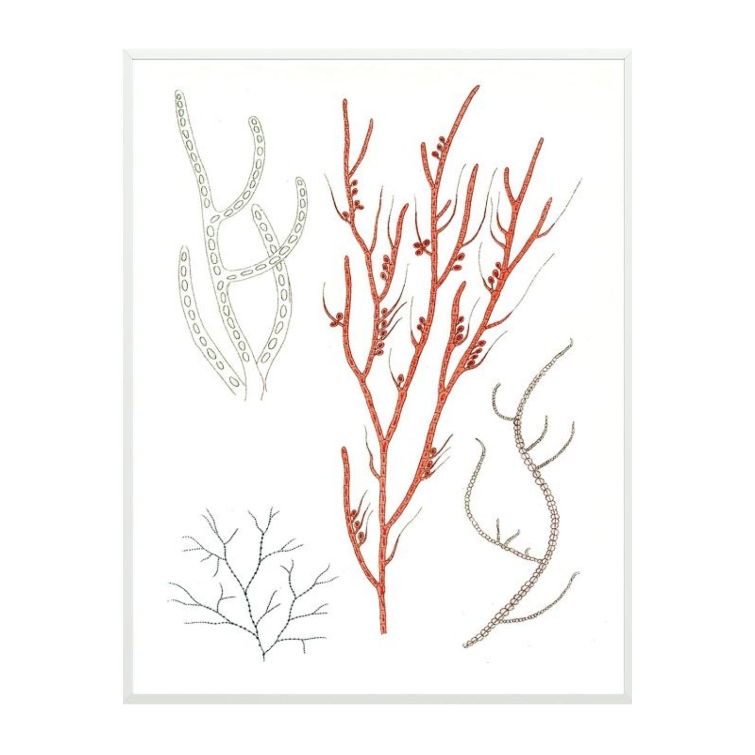 Migula Seaweeds No. 1
