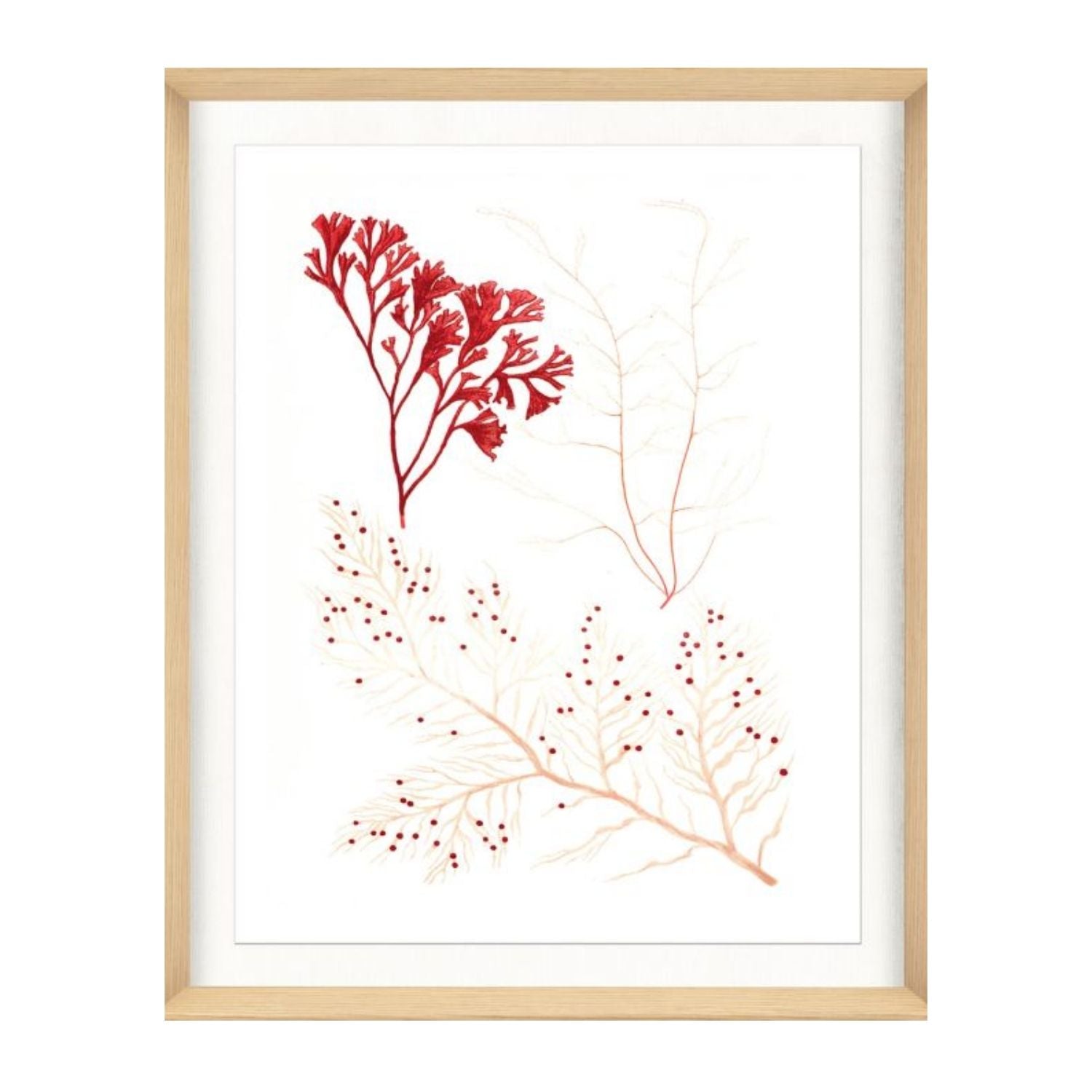Migula Seaweeds No. 2
