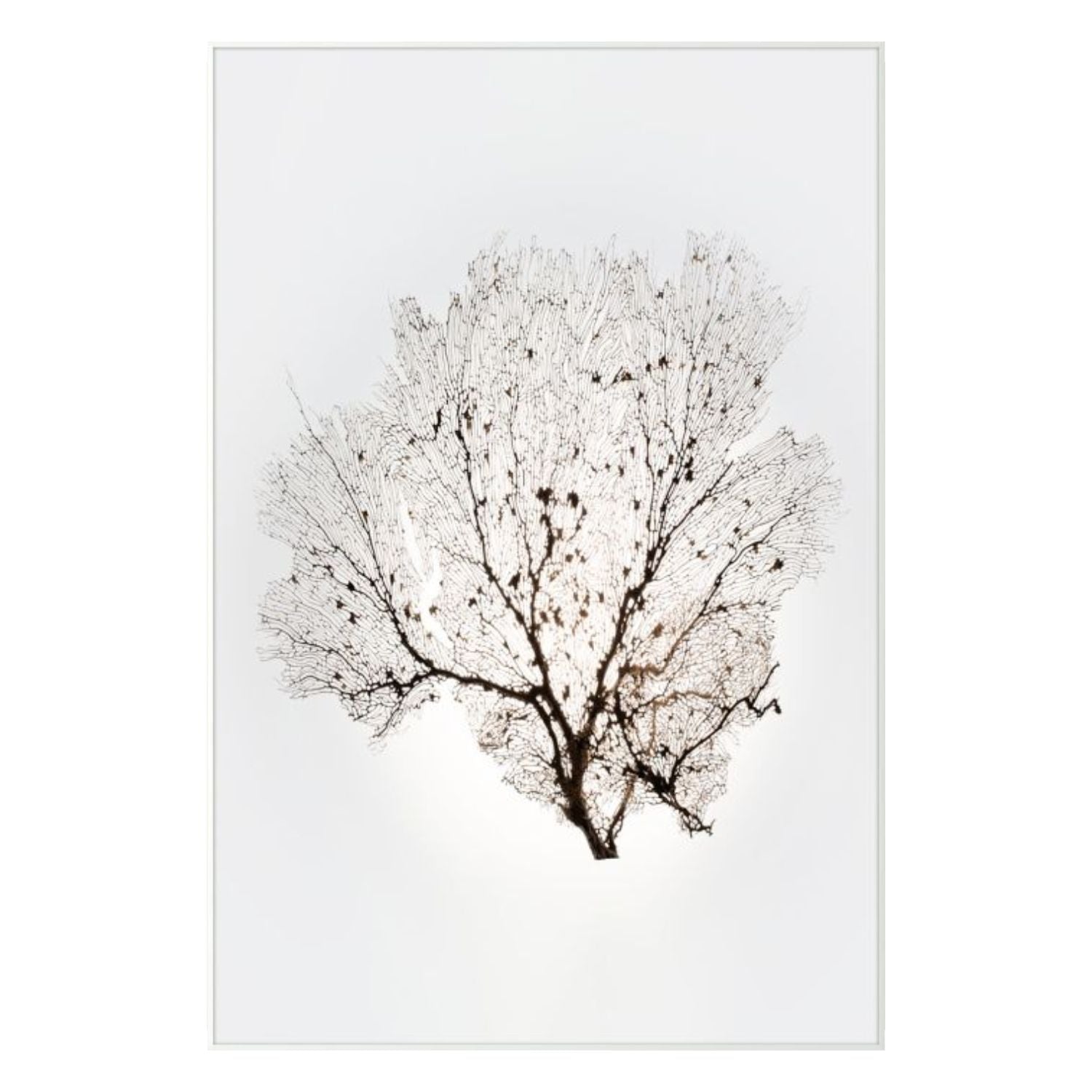 Nature Sea Fan 2