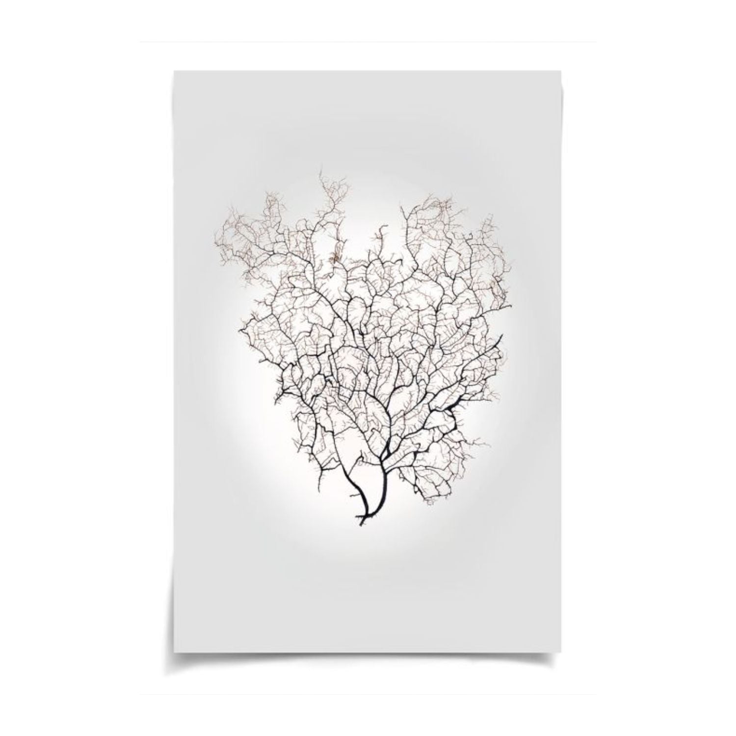 Nature Sea Fan 3