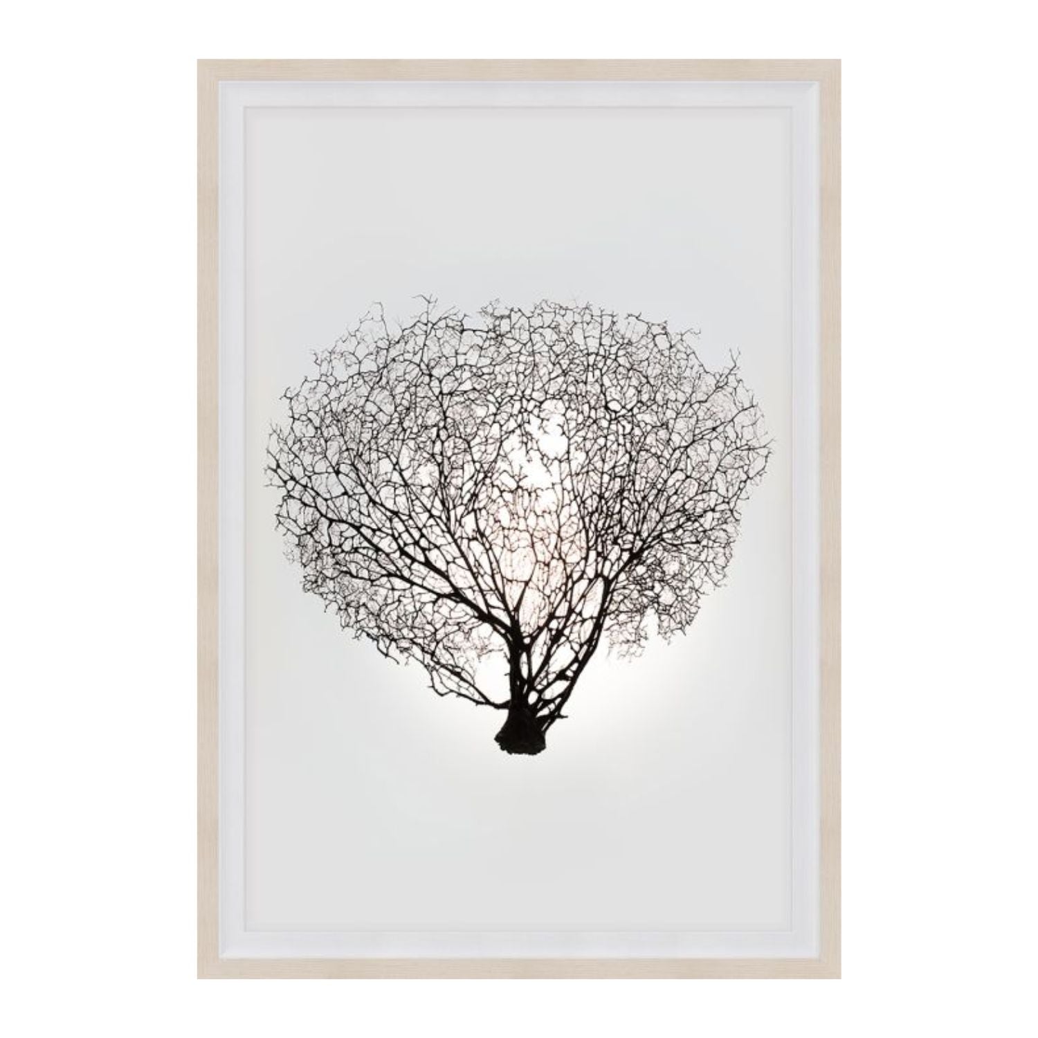 Nature Sea Fan 1