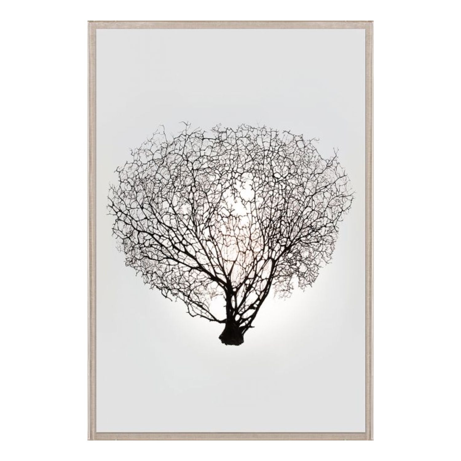 Nature Sea Fan 1