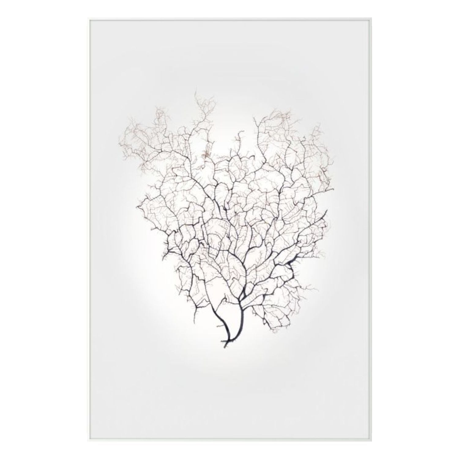 Nature Sea Fan 3