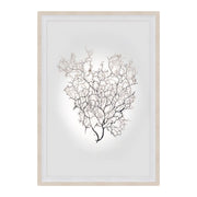 Nature Sea Fan 3
