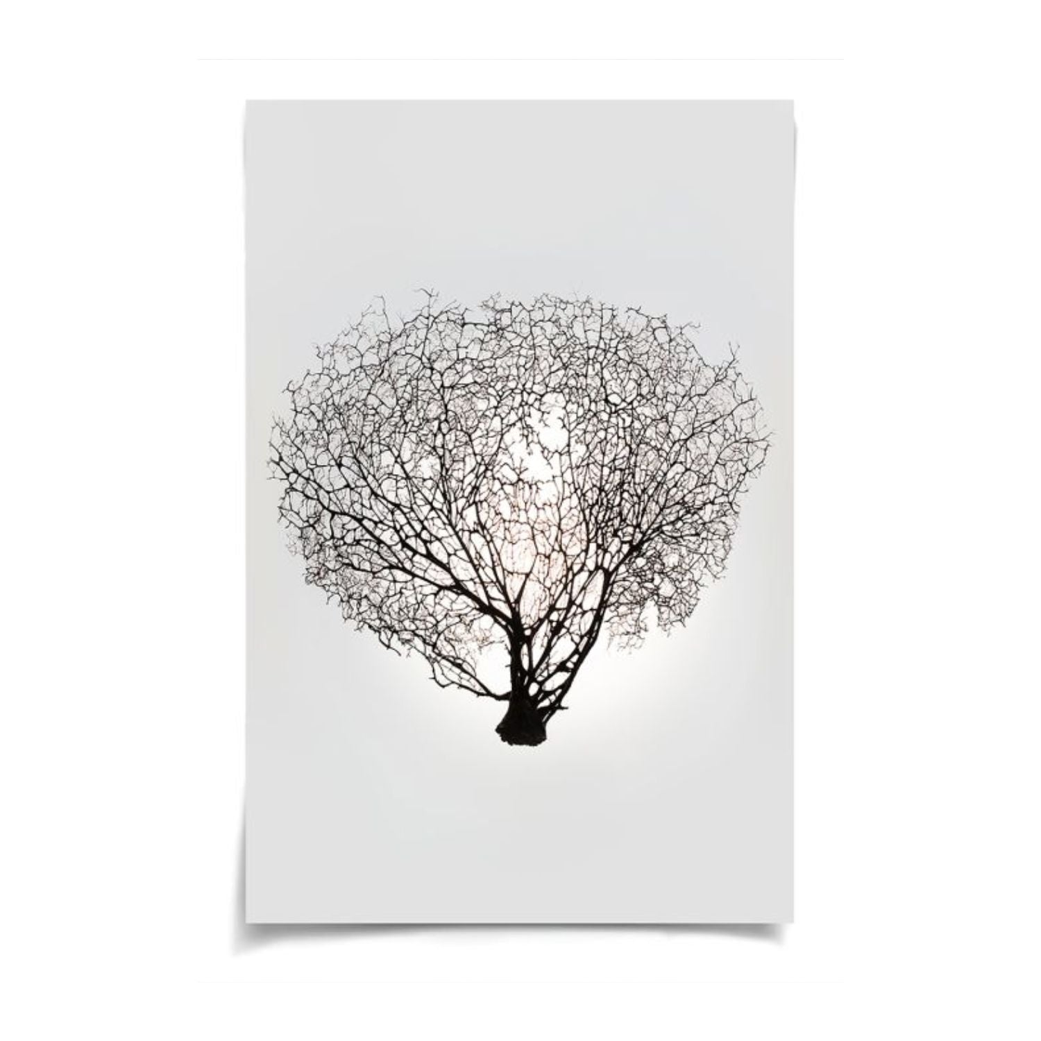 Nature Sea Fan 1