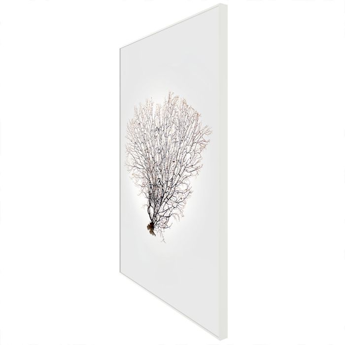 Nature Sea Fan 4